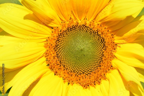 Bright colorful yellow sunflower. Shallow depth of field. © chienmuhou