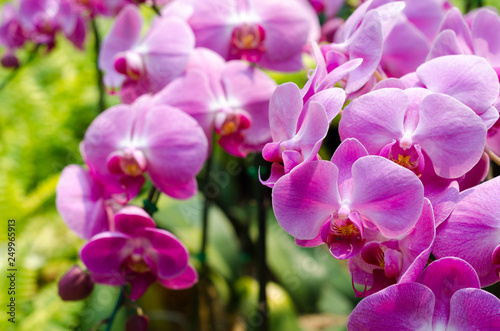 Fototapeta Naklejka Na Ścianę i Meble -  close up of pink orchid in garden at flower festival Chiangmai,Thailand.
