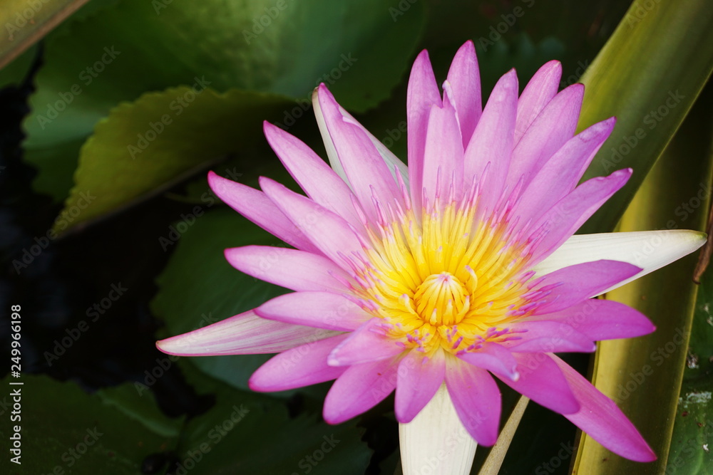 beautiful pink lotus flower aquatic water plant close up beautiful pink lotus flower aquatic water plant close up