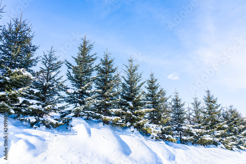 Beautiful outdoor nature landscape with christmas tree