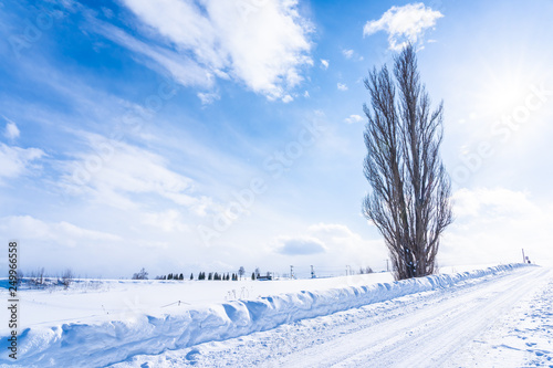 Beautiful outdoor nature landscape with tree of ken and mary in biei area