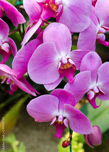 close up of pink orchid in garden at flower festival Chiangmai Thailand.