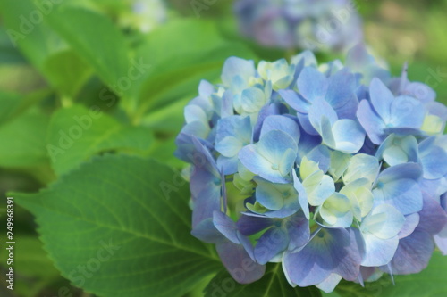 公園の紫陽花 © 亜矢子 広畑