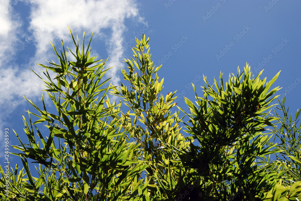 Lush green bamboo trees with a bright blue summer sky Lush green bamboo trees with a bright blue summer sky