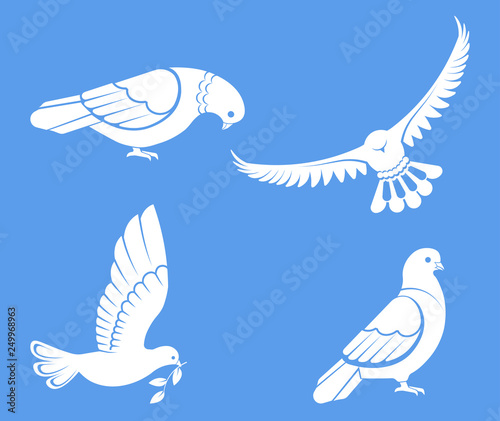 Pigeon or dove, white bird flying with spread wings in sky or sitting set.