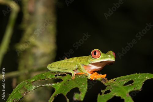 Agalychnis saltator - Parachuting red-eyed leaf frog