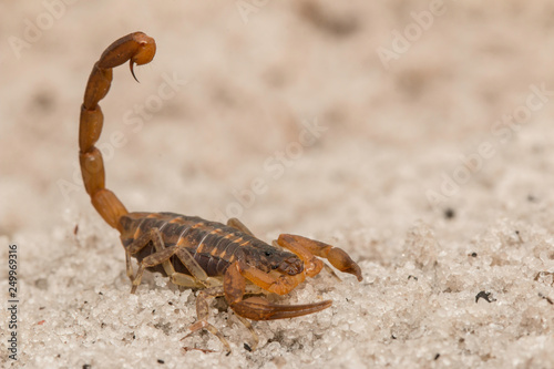 Florida striped scorpion - Centruroides vittatus