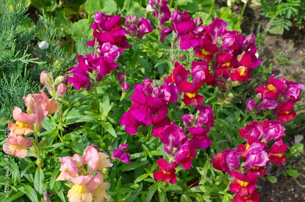 Bright flowers Antirrhinum blooms in the garden