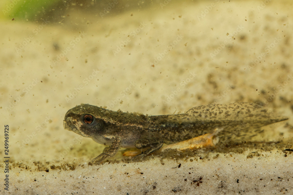Fototapeta premium Tadpole with four legs still breathing water - Osteopilus septentrionalis