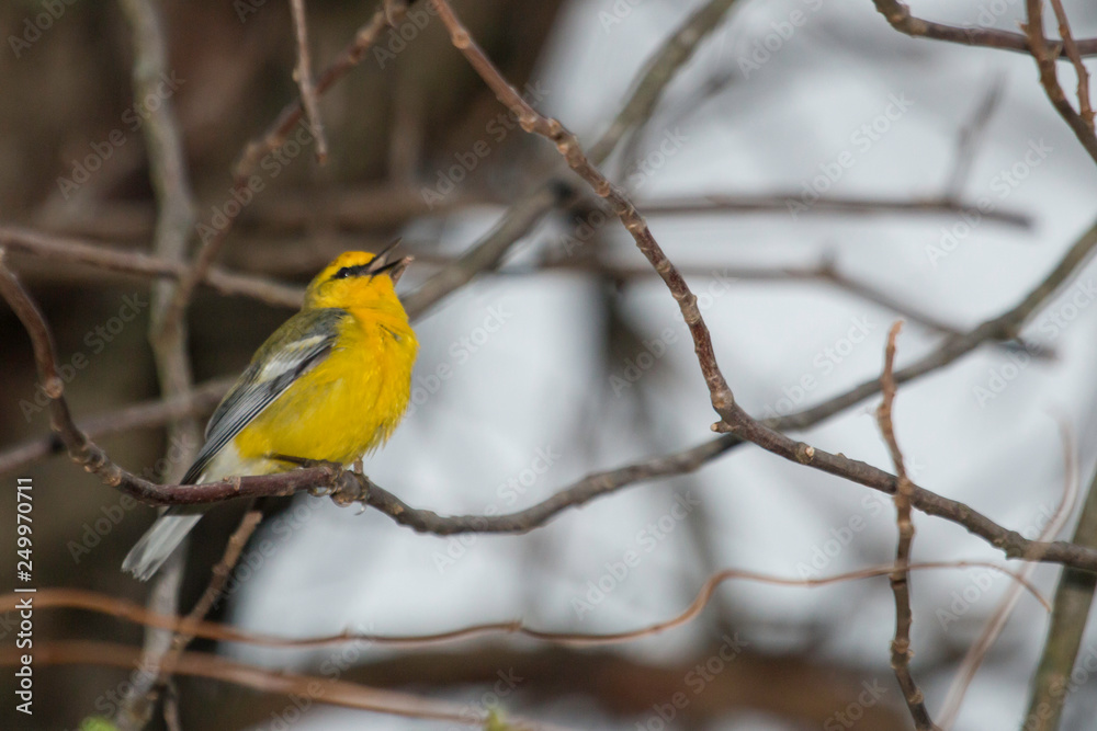 Singing blue-winged warbler - Vermivora cyanoptera Singing blue-winged warbler - Vermivora cyanoptera