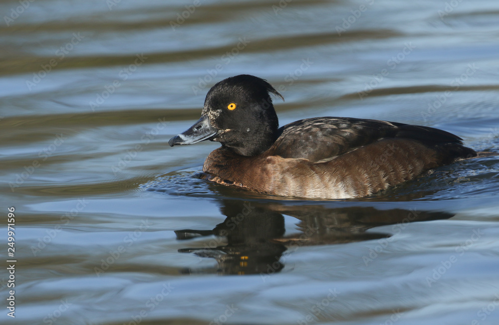 A pretty Tufted Duck, Aythya fuligula, swimming on a lake. A pretty Tufted Duck, Aythya fuligula, swimming on a lake.