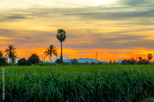 Beautiful sunset landscape nature of green field or crop farm with sunset background and warm sky cloud