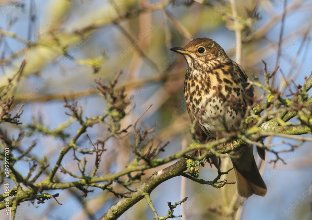 A stunning Song Thrush, Turdus philomelos, perched on a tree. A stunning Song Thrush, Turdus philomelos, perched on a tree.