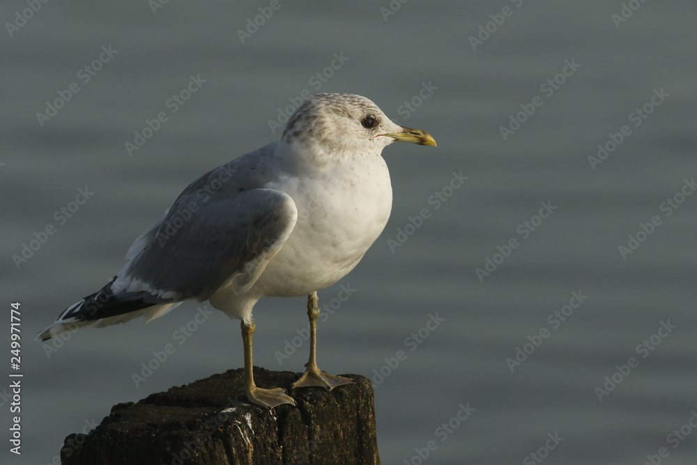 A pretty Common Gull, Larus canus, perching on a wooden post on the shoreline at high tide. A pretty Common Gull, Larus canus, perching on a wooden post on the shoreline at high tide.