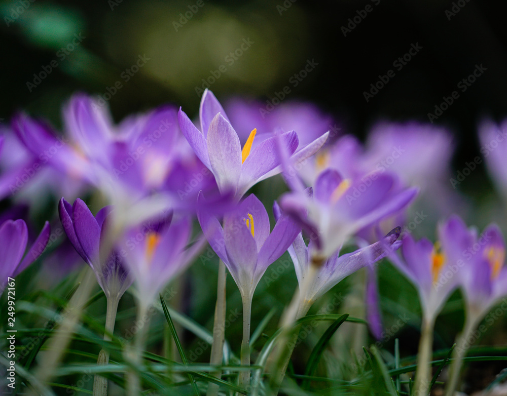 tiny crocus in spring