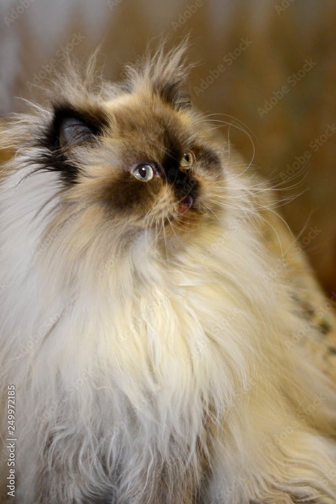 fluffy kitty sitting fluffy kitty sitting