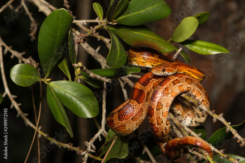 Corn snake from Okeechobee county, FL - Pantherophis guttatus