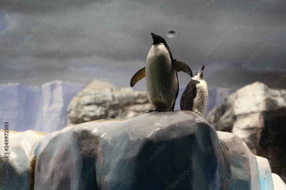 Fototapeta premium ペンギン