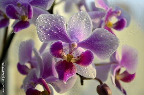 orchids with water drops