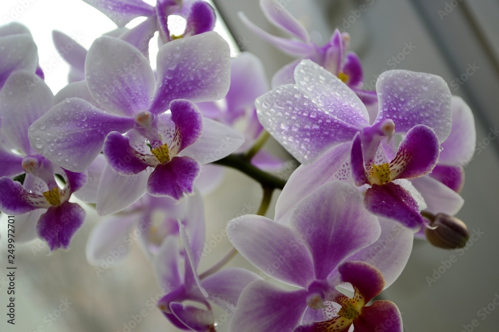 orchids with water drops orchids with water drops