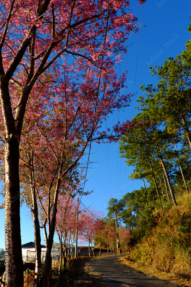 spring cherry blossom tree on bent country road, Da Lat, Vietnam spring cherry blossom tree on bent country road, Da Lat, Vietnam