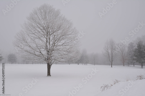 winter landscape with trees and snow