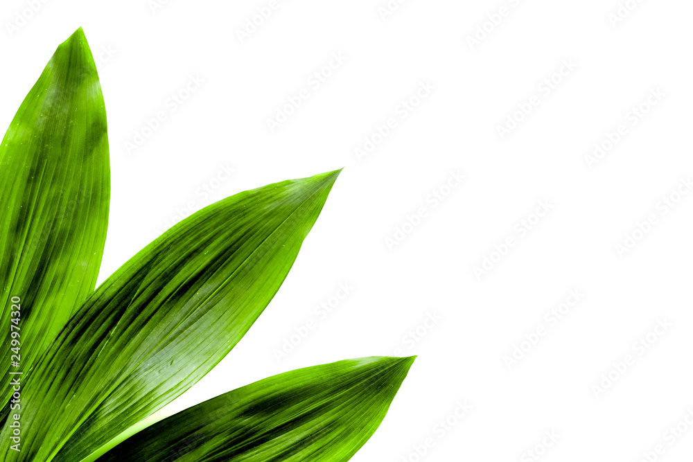 Obraz premium Big green leaves border on white background top view. Spring background copy space