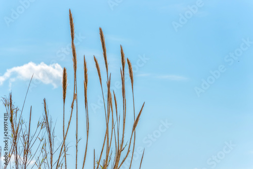 Tall Grasses against a Clear Blue Sky