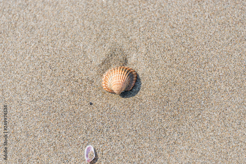 Shell on a Sandy Beach on a Sunny Day Shell on a Sandy Beach on a Sunny Day