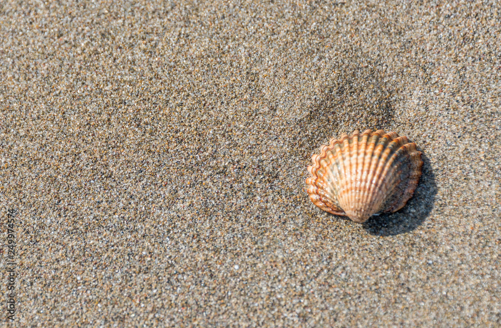 Shell on a Sandy Beach on a Sunny Day Shell on a Sandy Beach on a Sunny Day
