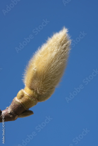 Tokyo,Japan-February 18, 2019: Buds of Magnolia heptapeta in February photo