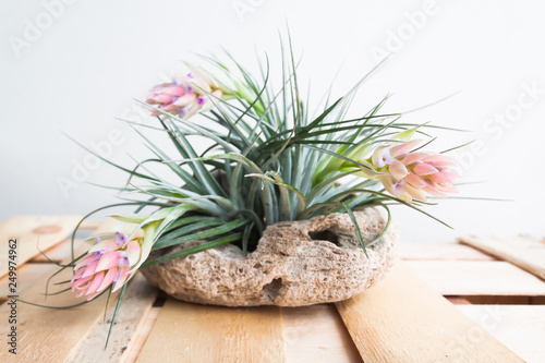 Tillandsia. Idea for Home and table decoration by used Tillandsia, driftwood, bromeliad. Indoor garden ideas photo