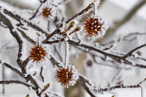 Sweetgum Tree in Winter