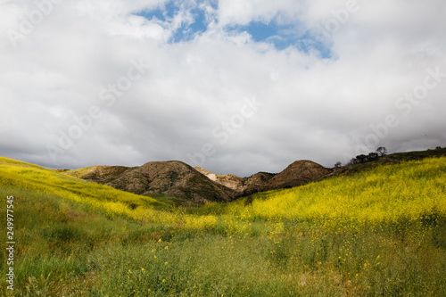 Yellow field of blooming black mustard, Brassica nigra, under storm clouds