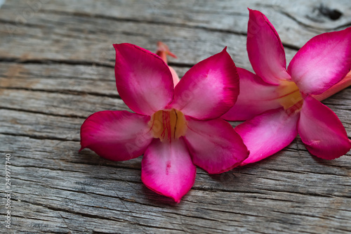 Red plumeria flowers on the wooden background.