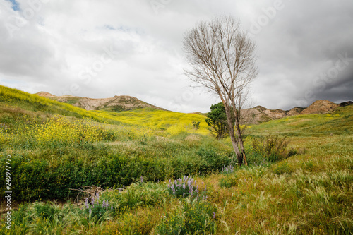 tree in field of blooming yellow wildflowers called black mustard, Brassica nigra