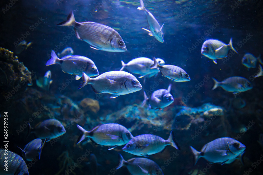 sea fish in the aquarium sea fish in the aquarium