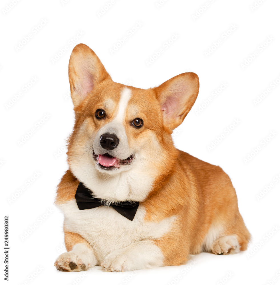 Welsh Corgi Pembroke Dog Isolated on white Background in studio Welsh Corgi Pembroke Dog Isolated on white Background in studio