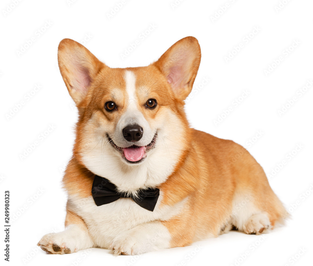 Welsh Corgi Pembroke Dog  Isolated  on white Background in studio