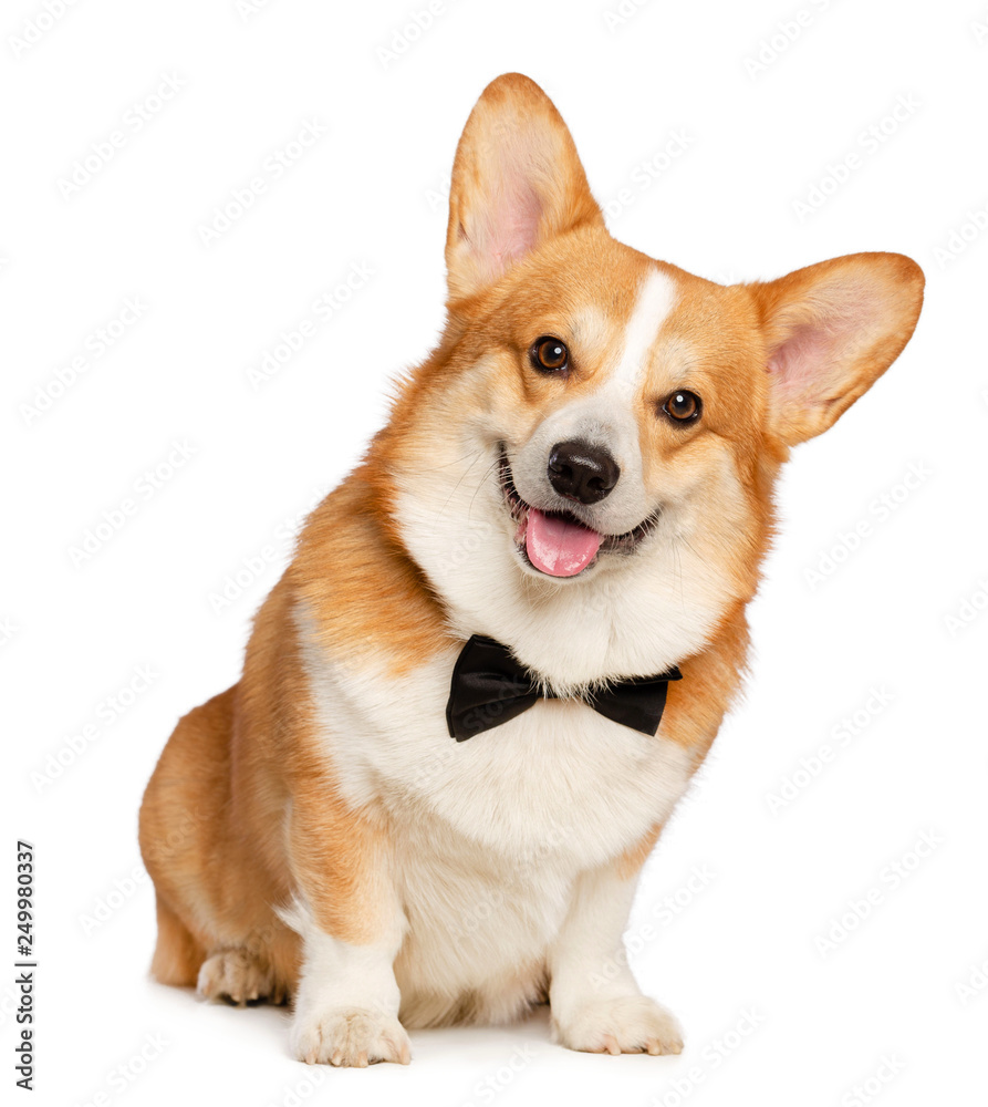 Welsh Corgi Pembroke Dog  Isolated  on white Background in studio