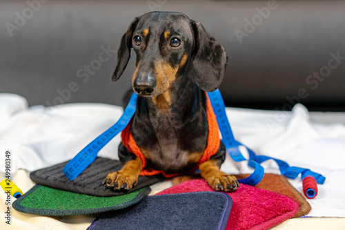 Adorable dog breed of dachshund, black and tan, in body measuring ruler sewing tailor tape measure, seamstress sitting and sews on sewing machine. Funny ad for your business