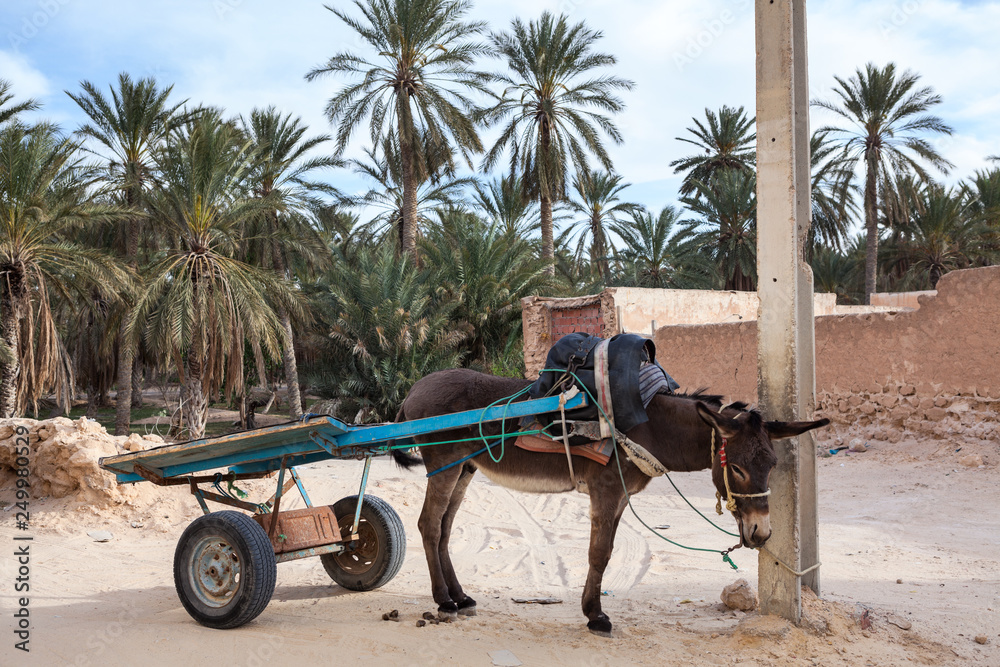 Resting donkey with cart tied to pillar on a narrow medina street in Tunisia, Africa