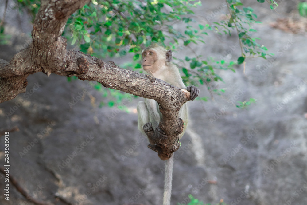 Wild Macaque on a tree in Prachuap Kiri Khan