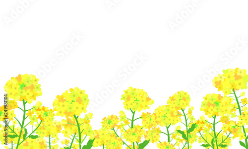 菜の花　フレーム　01
