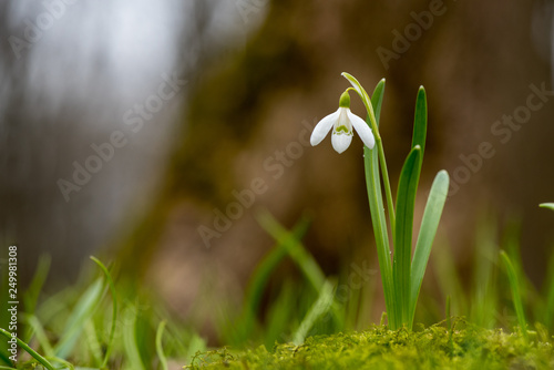 Snowdrop or common snowdrop (Galanthus nivalis) flowers