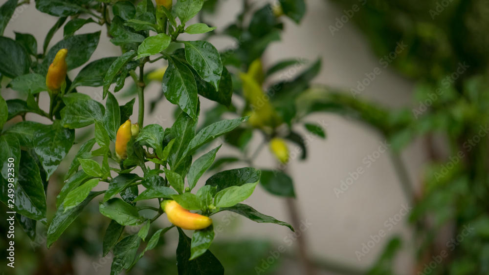 Chili trees with green leaves and yellow balls