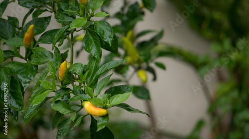 Chili trees with green leaves and yellow balls
