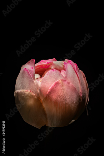 lotus blossom 1
