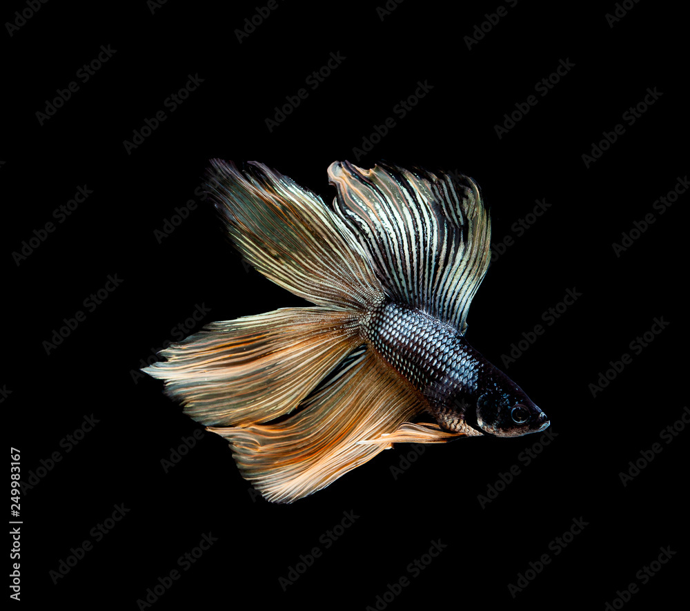 Betta fish, siamese fighting , betta splendens isolated on black background Betta fish, siamese fighting , betta splendens isolated on black background
