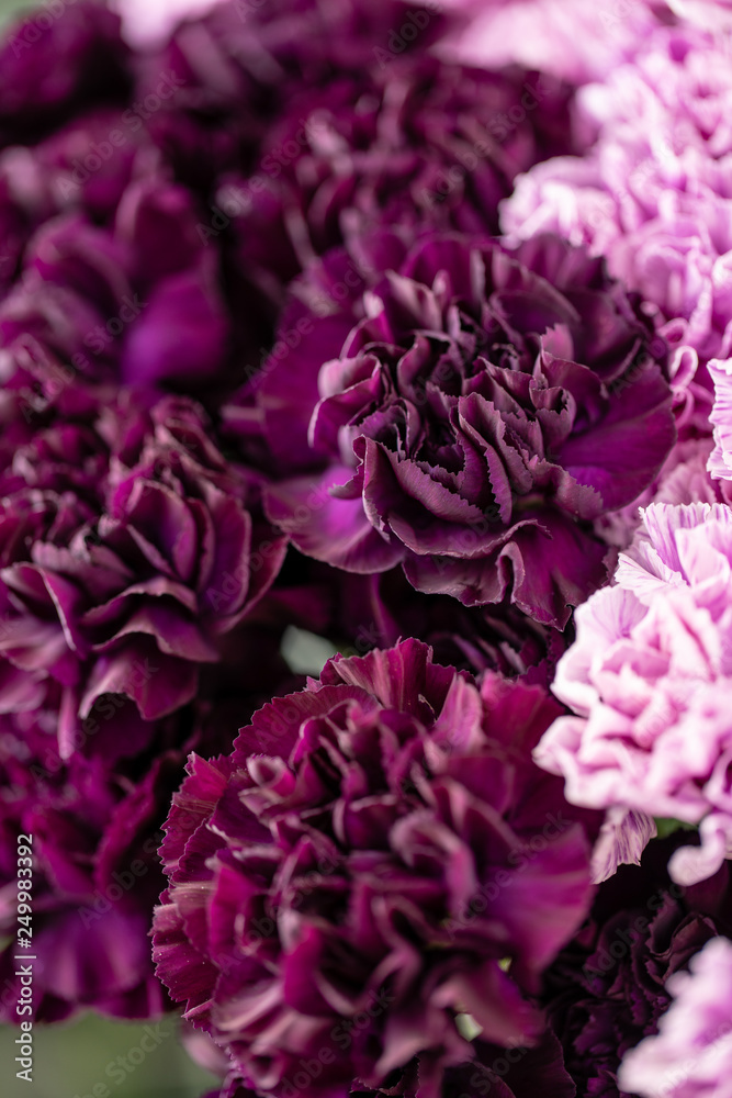 beautiful carnations flowers in a vase on a table . Bouquet of dark violet, purple and pink multicolor flower. Decoration of home. Floral texture, Wallpaper. beautiful carnations flowers in a vase on a table . Bouquet of dark violet, purple and pink multicolor flower. Decoration of home. Floral texture, Wallpaper.